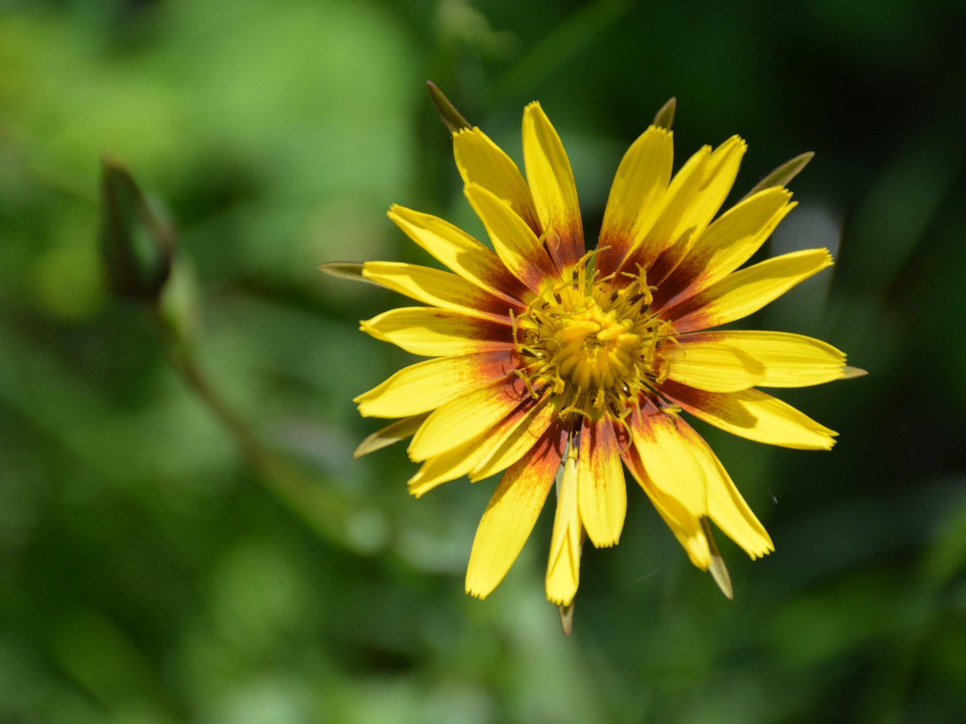 Tragopogon da identificare